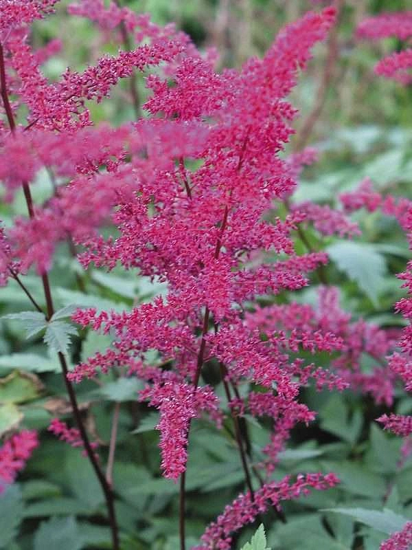 Астильба японская 'Серенада' (пурпурная)