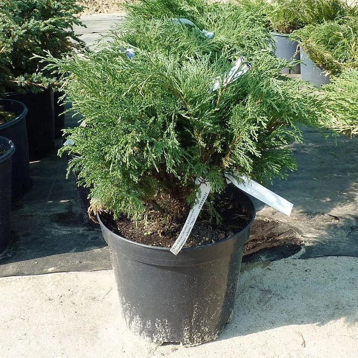 Можжевельник казацкий 'Мас'