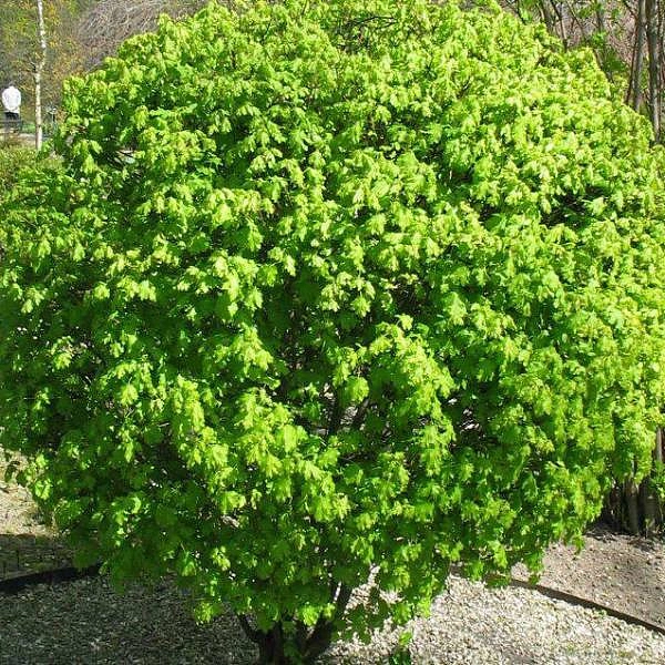 Клен полевой 'Нанум'