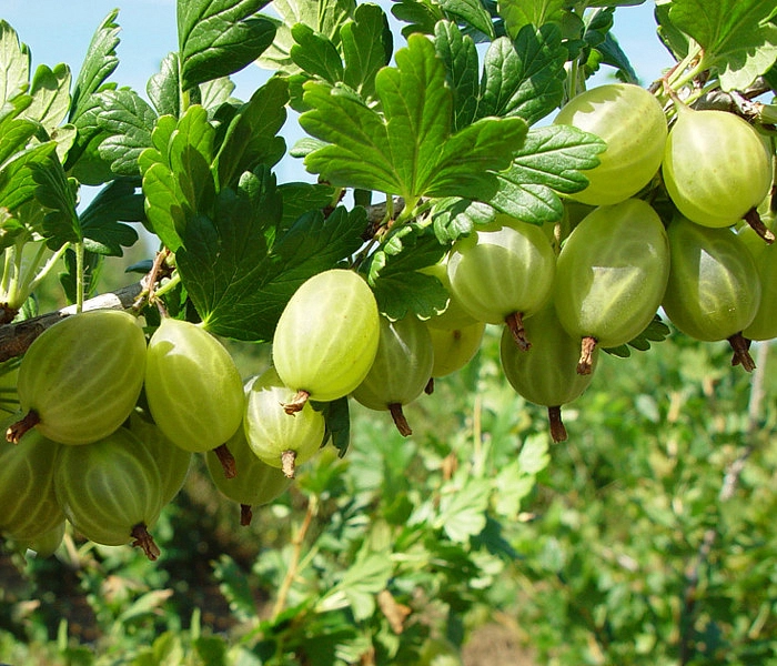 Крыжовник 'Снежана'