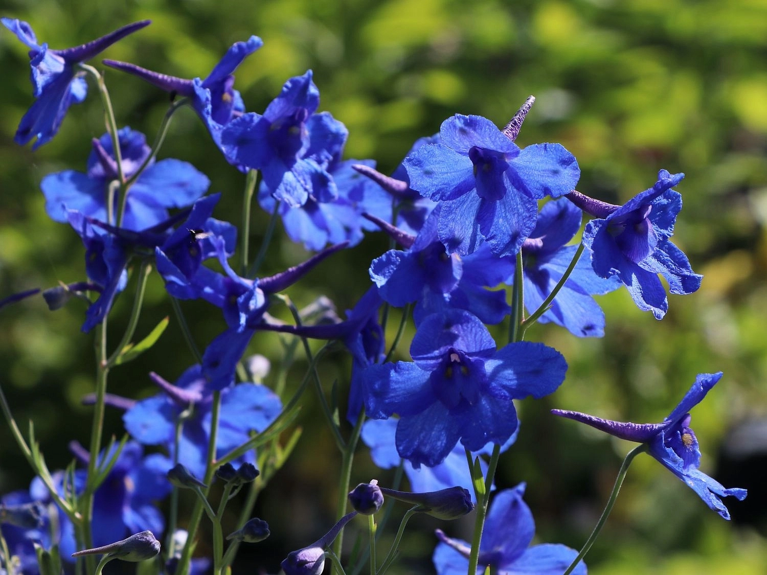 Дельфиниум крупноцветковый (живокость) 'Блау Зверг'