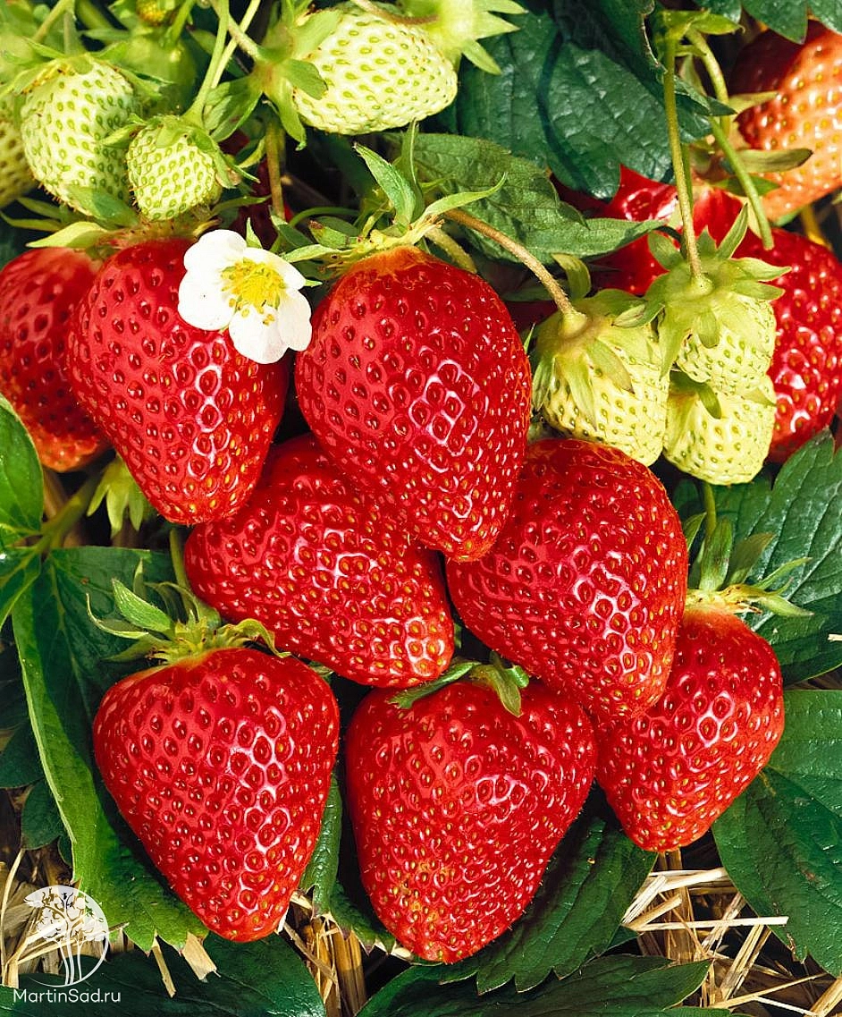 Земляника (клубника) 'Ламбада'