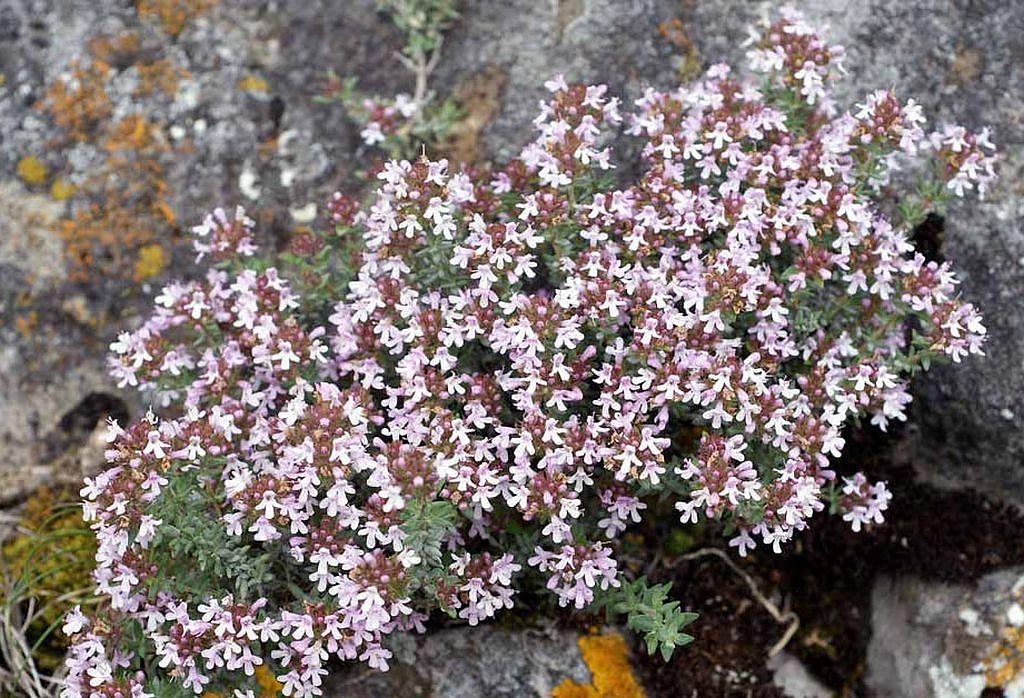 Тимьян сортовой