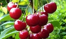 Черешня 'Крепышка'