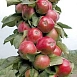 Яблоня колоновидная 'Триумф'