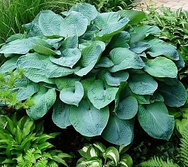 Хоста Зибольда 'Элеганс'