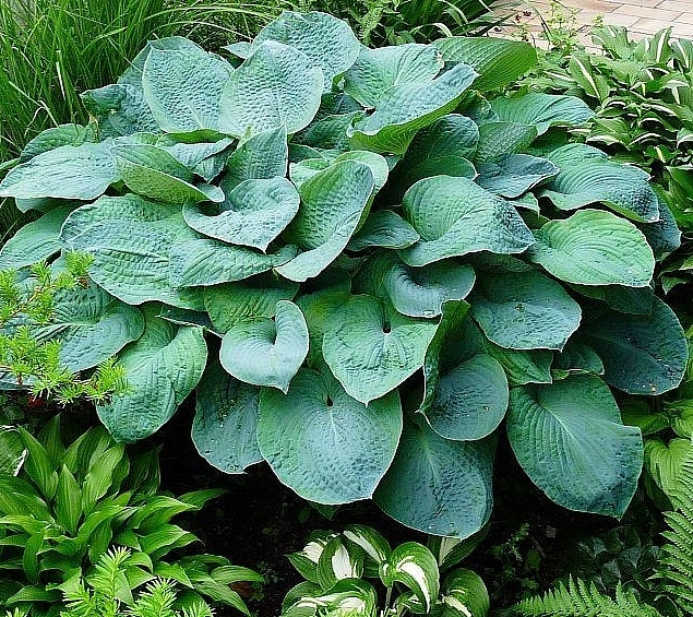 Хоста Зибольда 'Элеганс'