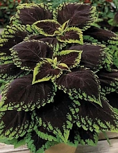 Колеус Блюма 'Конг Скарлет' (темно-красный с зелеными краями)