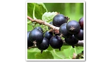 Смородина черная 'Ленинградский великан' 