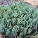 Можжевельник горизонтальный 'Блу Форест'