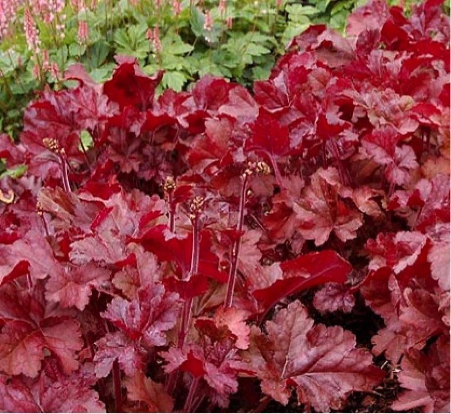 Гейхера гибридная 'Спарклинг Бургинди'