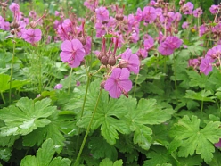 Герань крупнокорневищная