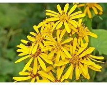 Бузульник обыкновенный (Хессей) 'Грегиног Голд'