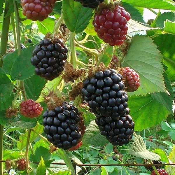 Ежевика 'Честер Торнелесс'