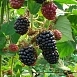 Ежевика 'Честер Торнелесс'