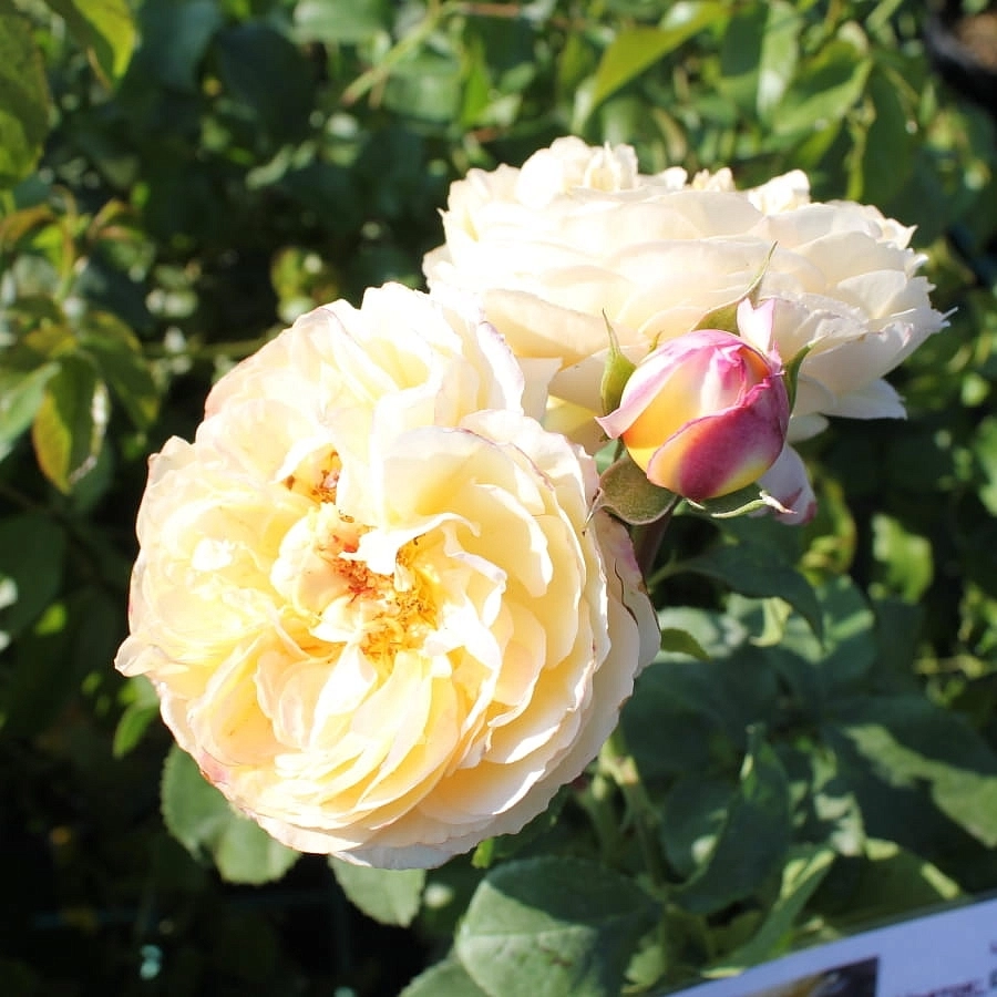 Роза 'Шато де Шеверни' (чайно-гибридная) (желтая)