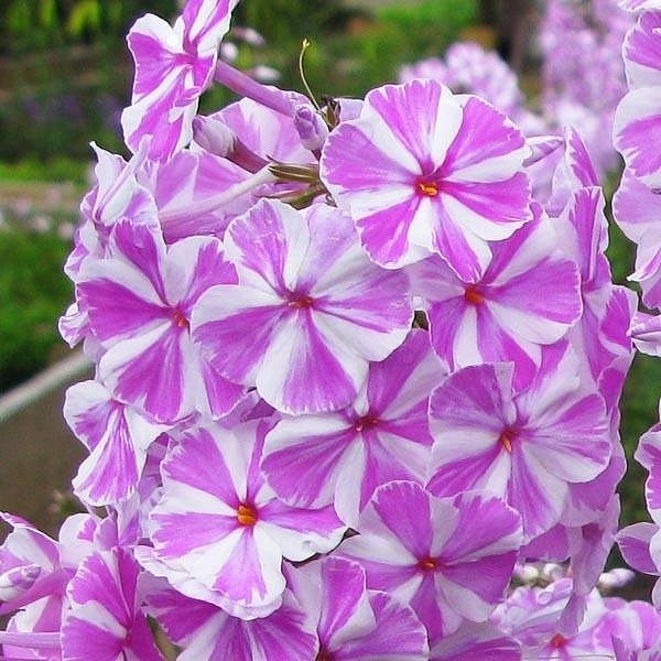 Флокс пятнистый 'Наташа'