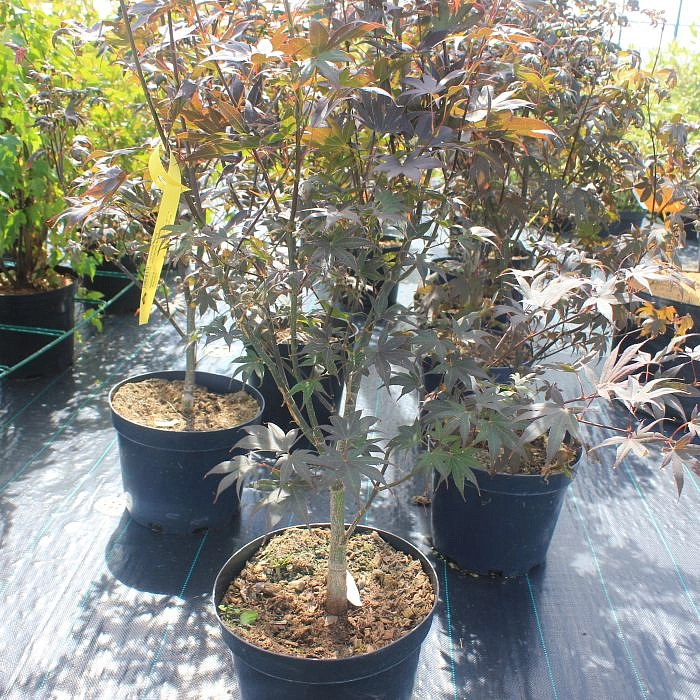 Клен японский 'Бладгуд'