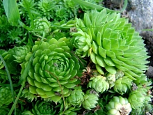 Молодило (микс)