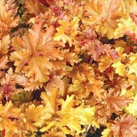 Гейхера гибридная 'Амбер Вейс'