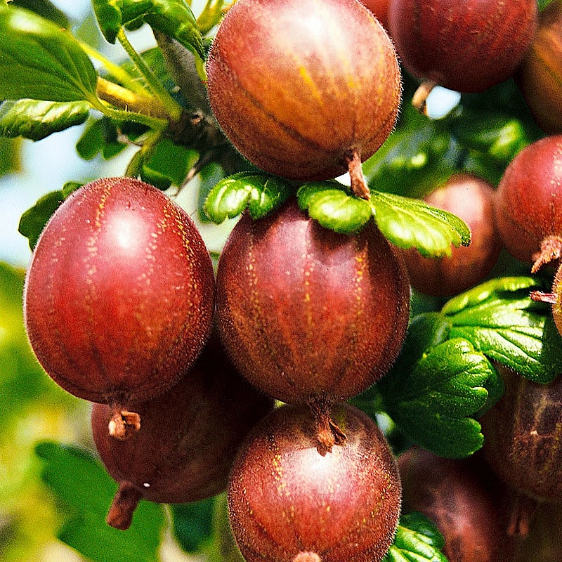 Крыжовник 'Шершневский'