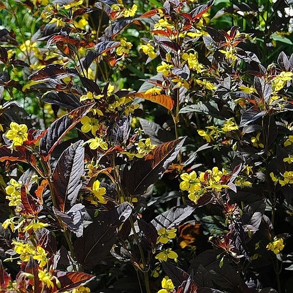 Вербейник реснитчатый