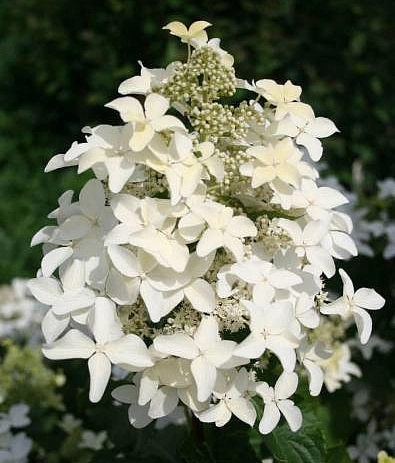 Гортензия метельчатая 'Меджикал Старлайт'