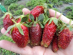 Земляника (клубника) 'Купчиха'