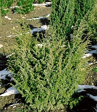 Можжевельник обыкновенный 'Валлис'