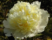 Пион молочноцветковый 'Лаура Десерт' (желтый)