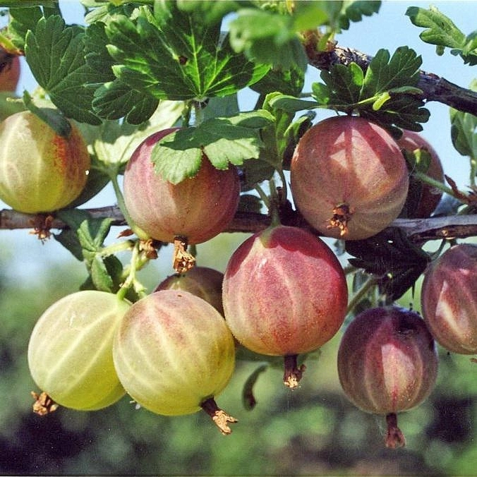 Крыжовник 'Садко'