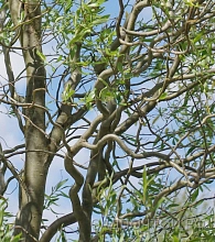 Ива гибридная (извилистая) 'Свердловская извилистая 1'