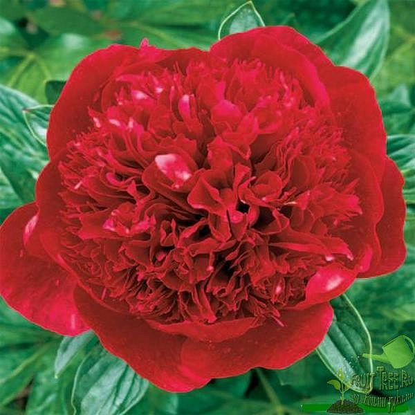 Пион молочноцветковый 'Ред Мэджик' (красный)