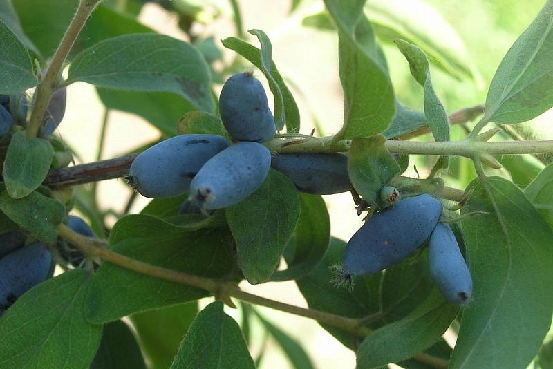 Жимолость съедобная 'Синичка'