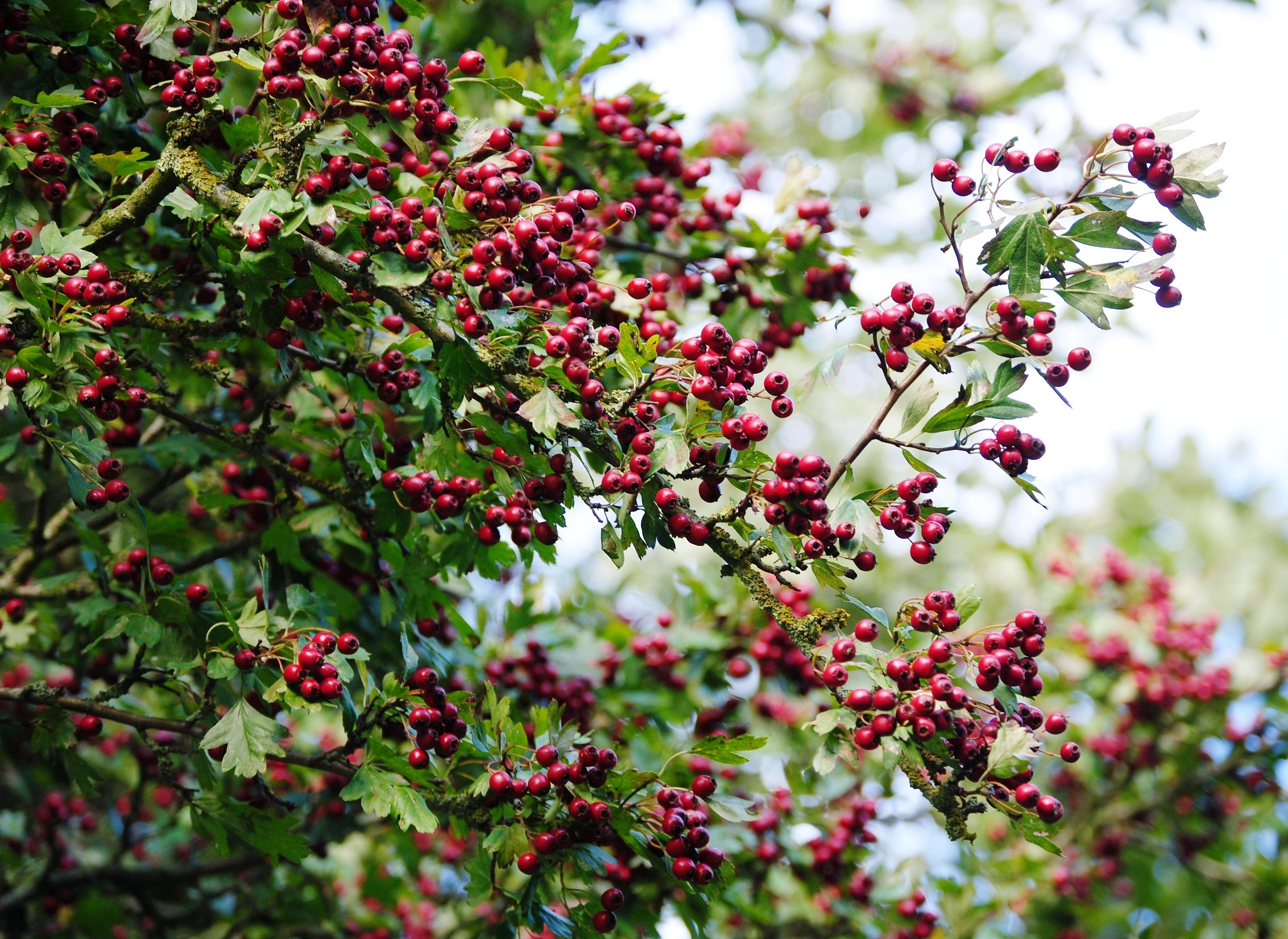 Боярышик мелколистный