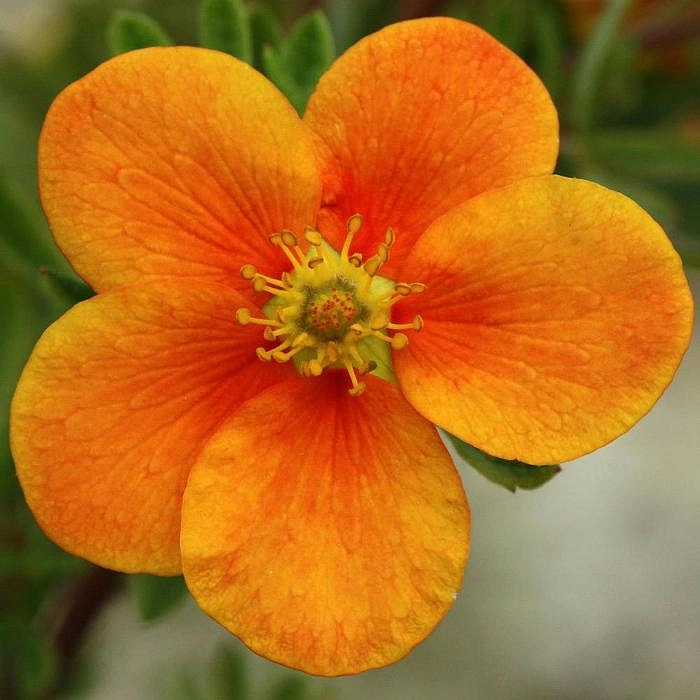 Лапчатка кустарниковая 'Хоплейс Оранж'