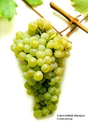 Виноград 'Цитронный Магарача'