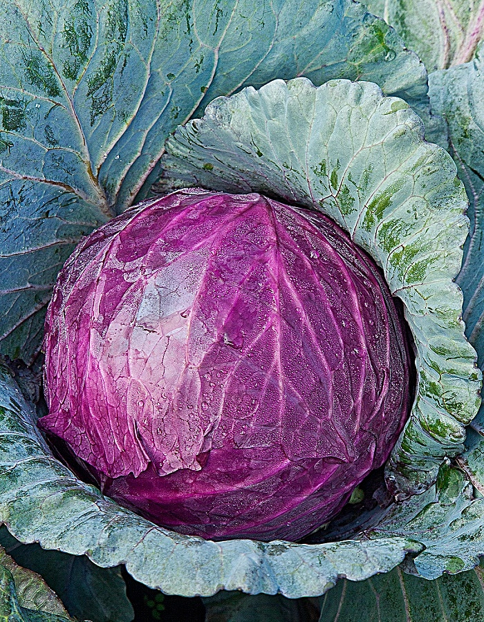 Капуста краснокочанная 'Бенефис'