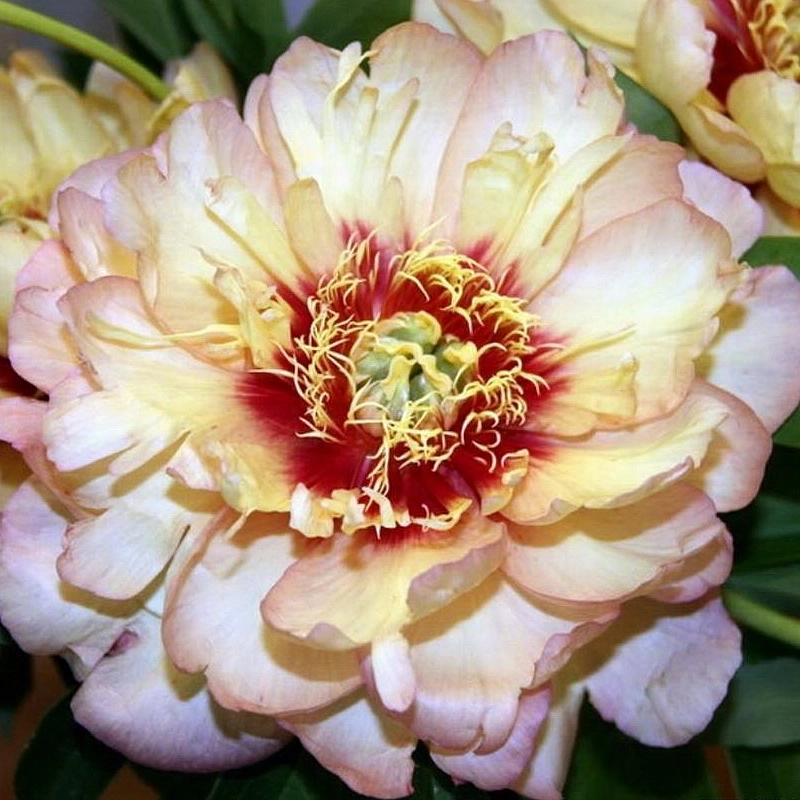 Пион Ито-гибрид 'Келлис Мемори' (розово - желтый)