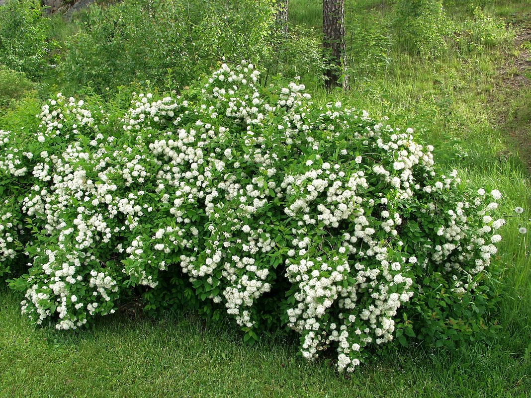 Спирея дубравколистная