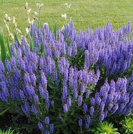 Шалфей синий