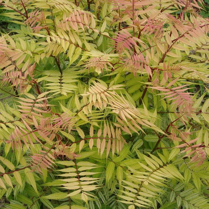 Рябинник рябинолистный 'Сэм'