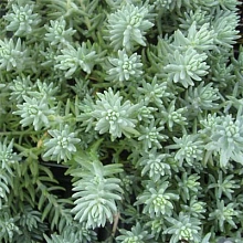 Седум отогнутый (Очиток) 'Блю Спрус'