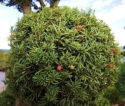 Тис ягодный