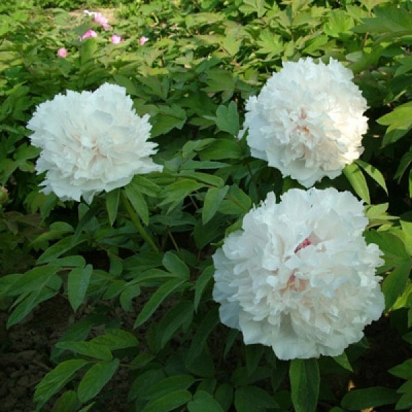 Пион древовидный (белый)