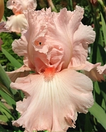 Ирис германский (бородатый) 'Беверли Силлс'