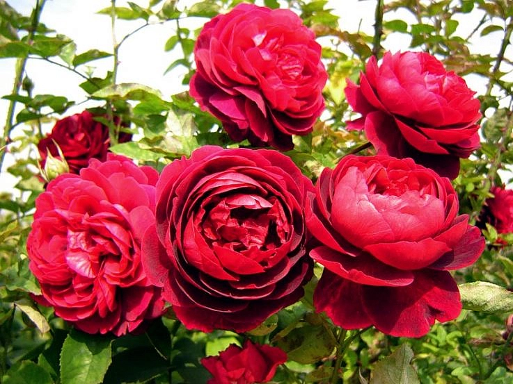 Роза 'Л.Д. Брайтвайт' (парковая) (винно - пурпурная)