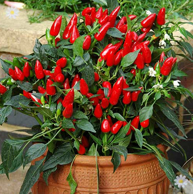 Семена Перец (балкон)