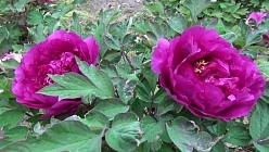 Пион древовидный (черный дракон) 'Ву Лонг Пенг' (фиолетовый)