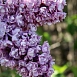 Сирень обыкновенная 'Маршал Василевский' (лиловая)